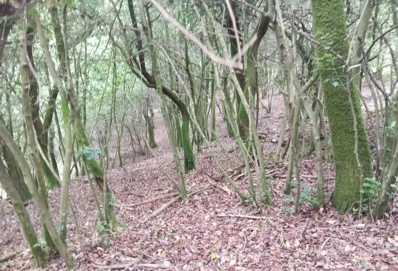 Bosque caducifolio no monte de Raño, área de reserva de frondosas dunha unidade certificada