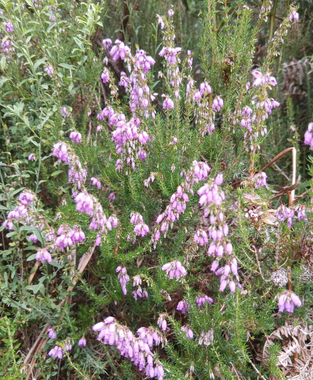 Breixo en flor no monte de Raño