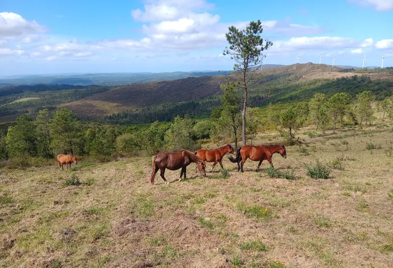 Cabalos de pura raza galega pastando no monte de Raño, co val ao fondo