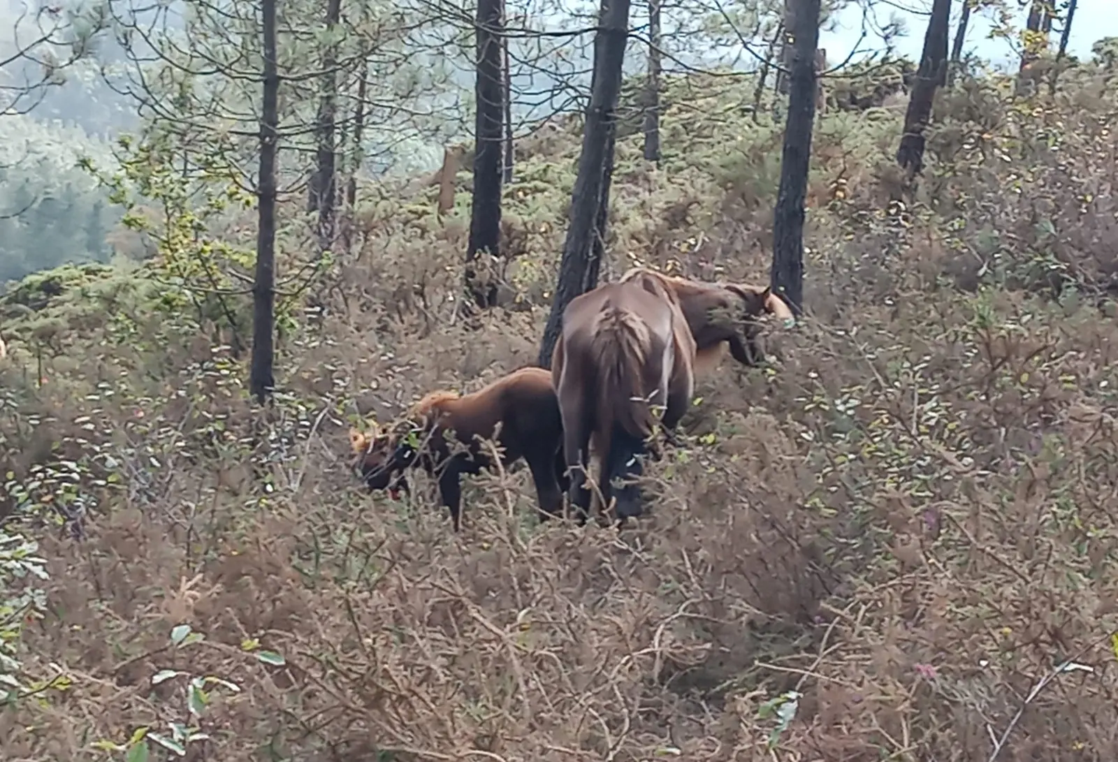 Cabalos de pura raza galega entre piñeiros no monte veciñal de Raño