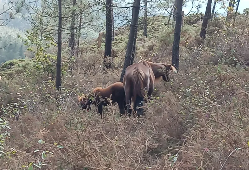 Cabalos entre piñeiros no monte de Raño