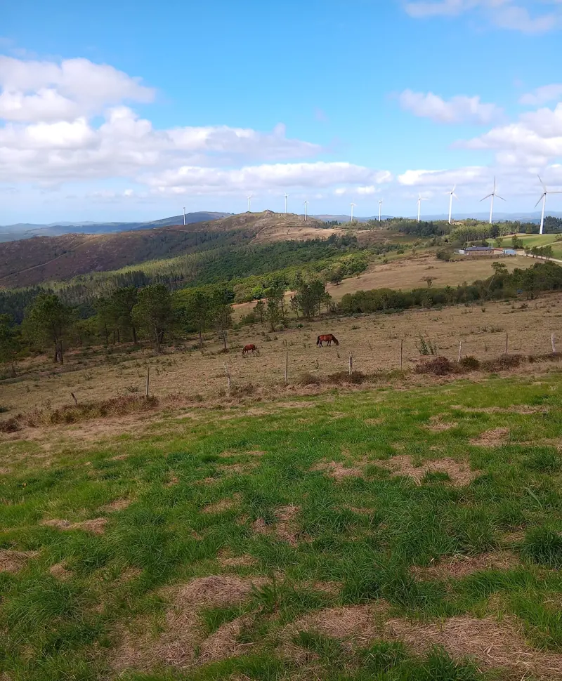 Caballos de pura raza galega pastando en un valle del monte de Raño