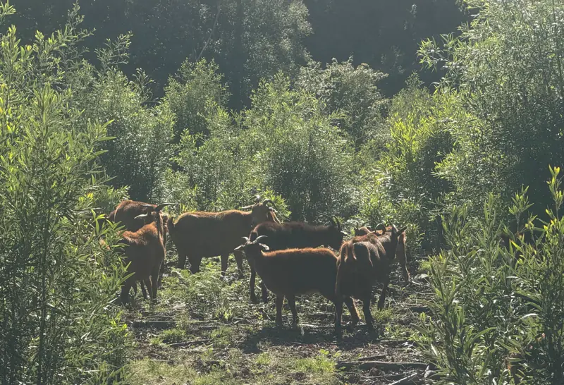 Cabras controlando o rebrote da acacia no monte de Raño