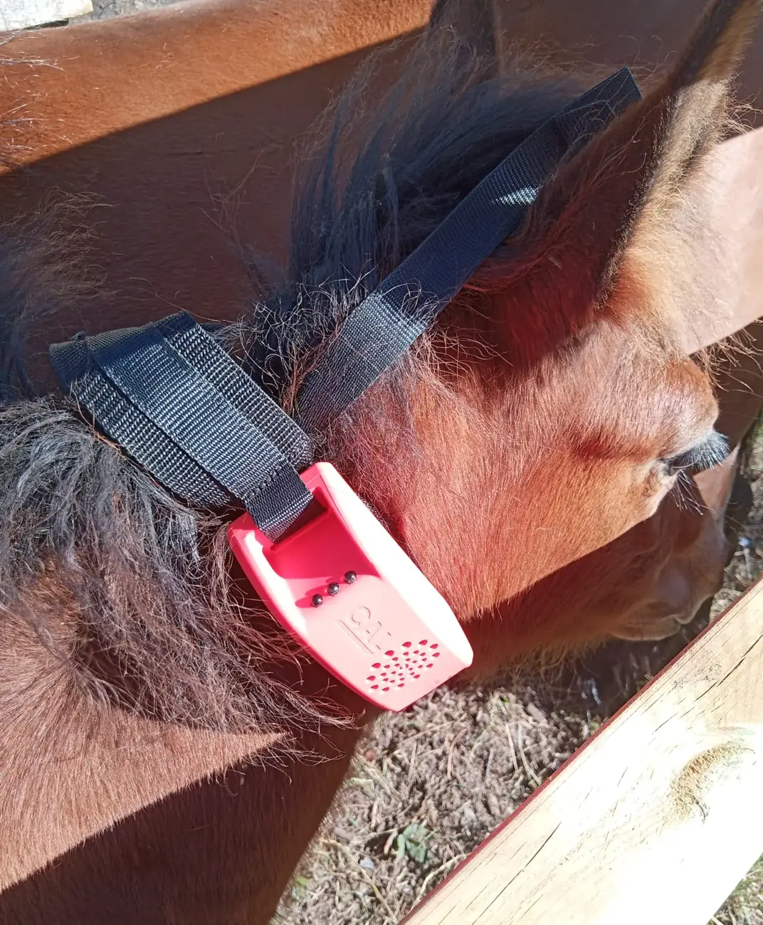 Cabalo con colar GPS de cercado virtual no monte de Raño