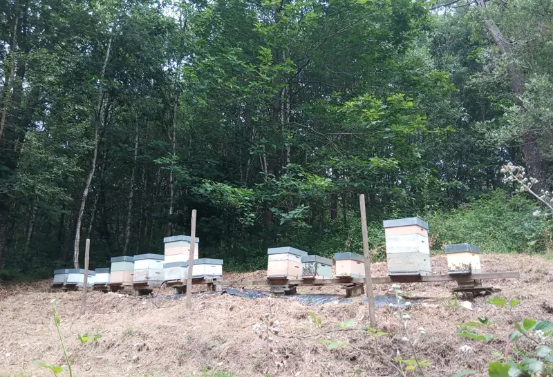 Colmenar en el monte de Raño, uno de los usos complementarios del monte que acompañan a la gestión forestal