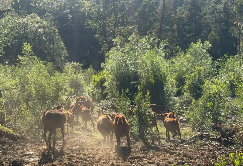 Rabaño de cabras no monte de Raño