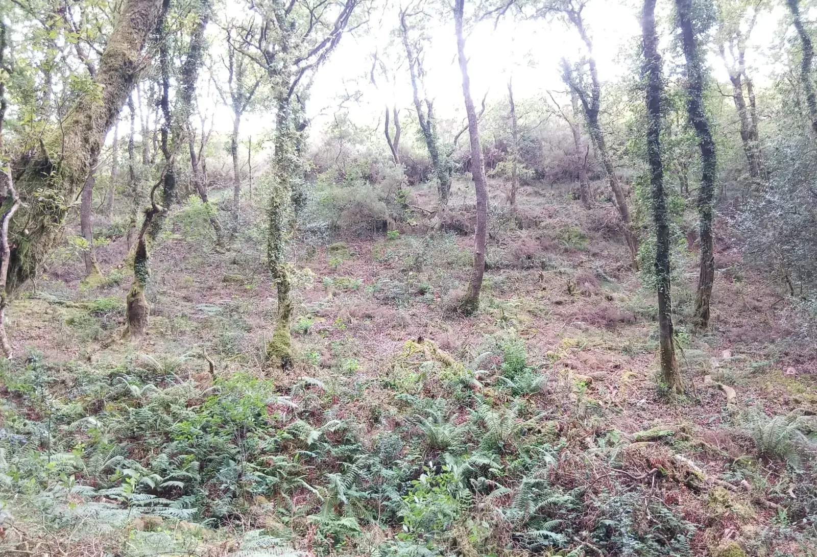 Carballeira galaico-portuguesa no monte de Raño, hábitat de interese comunitario 9230