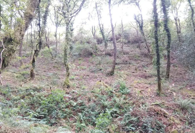 Carballeira galaico-portuguesa no monte de Raño