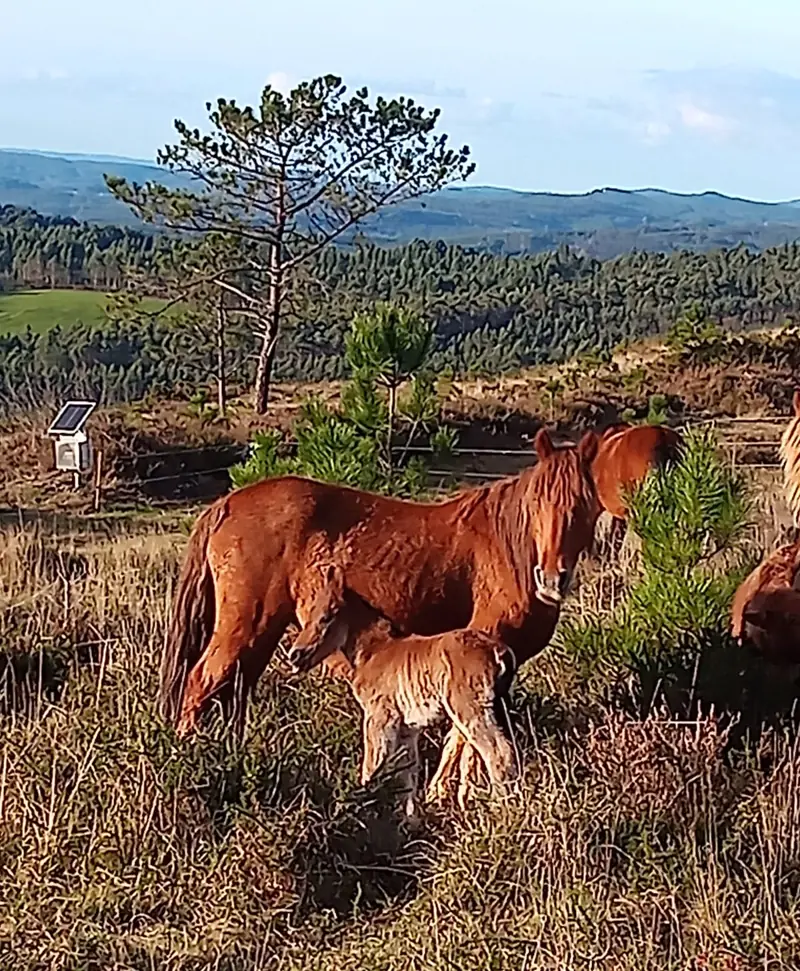 Egua co seu poldro nunha pradeira do monte de Raño